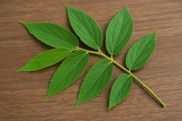 daun kersen