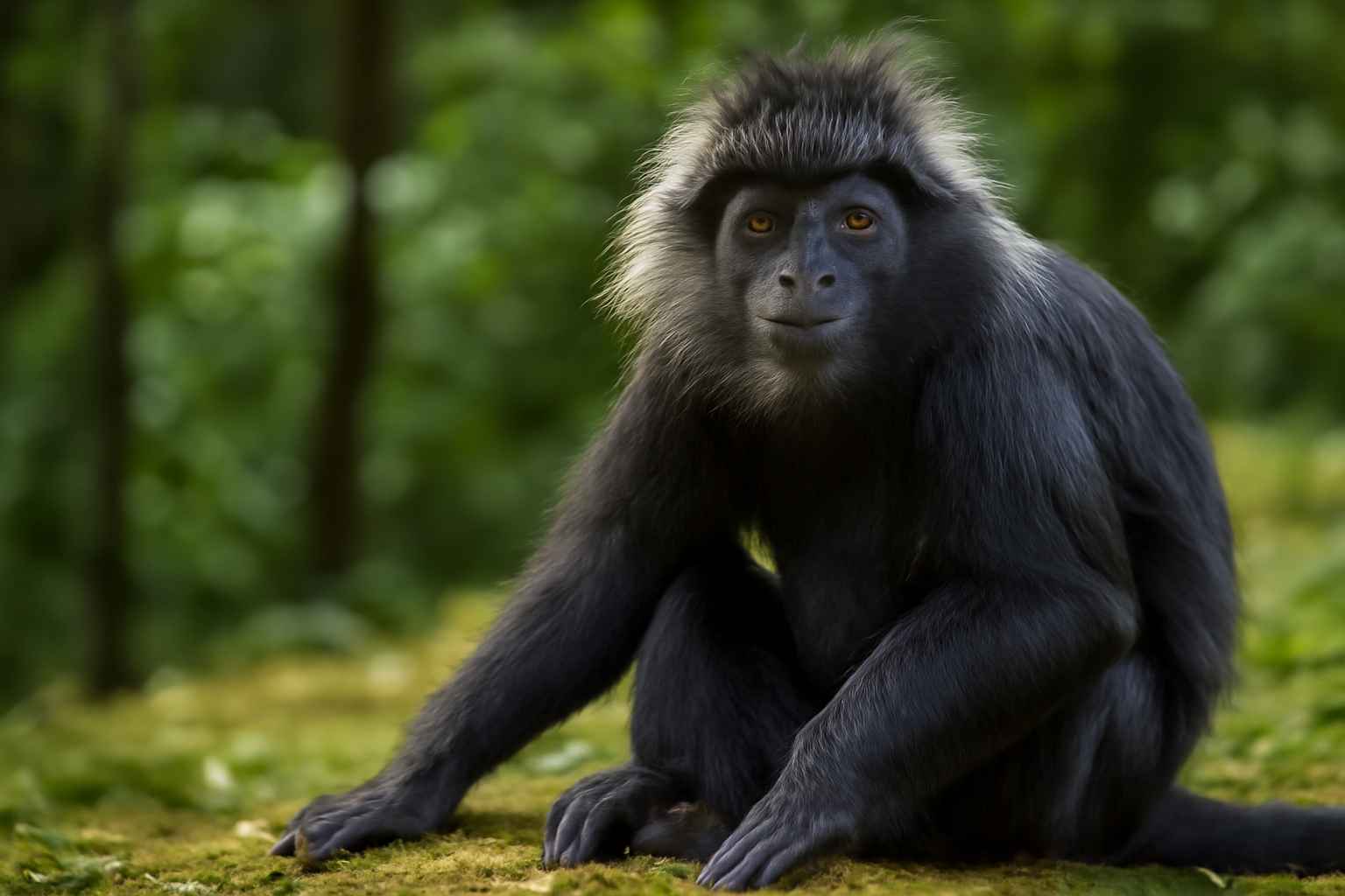 LUTUNG JAWA
